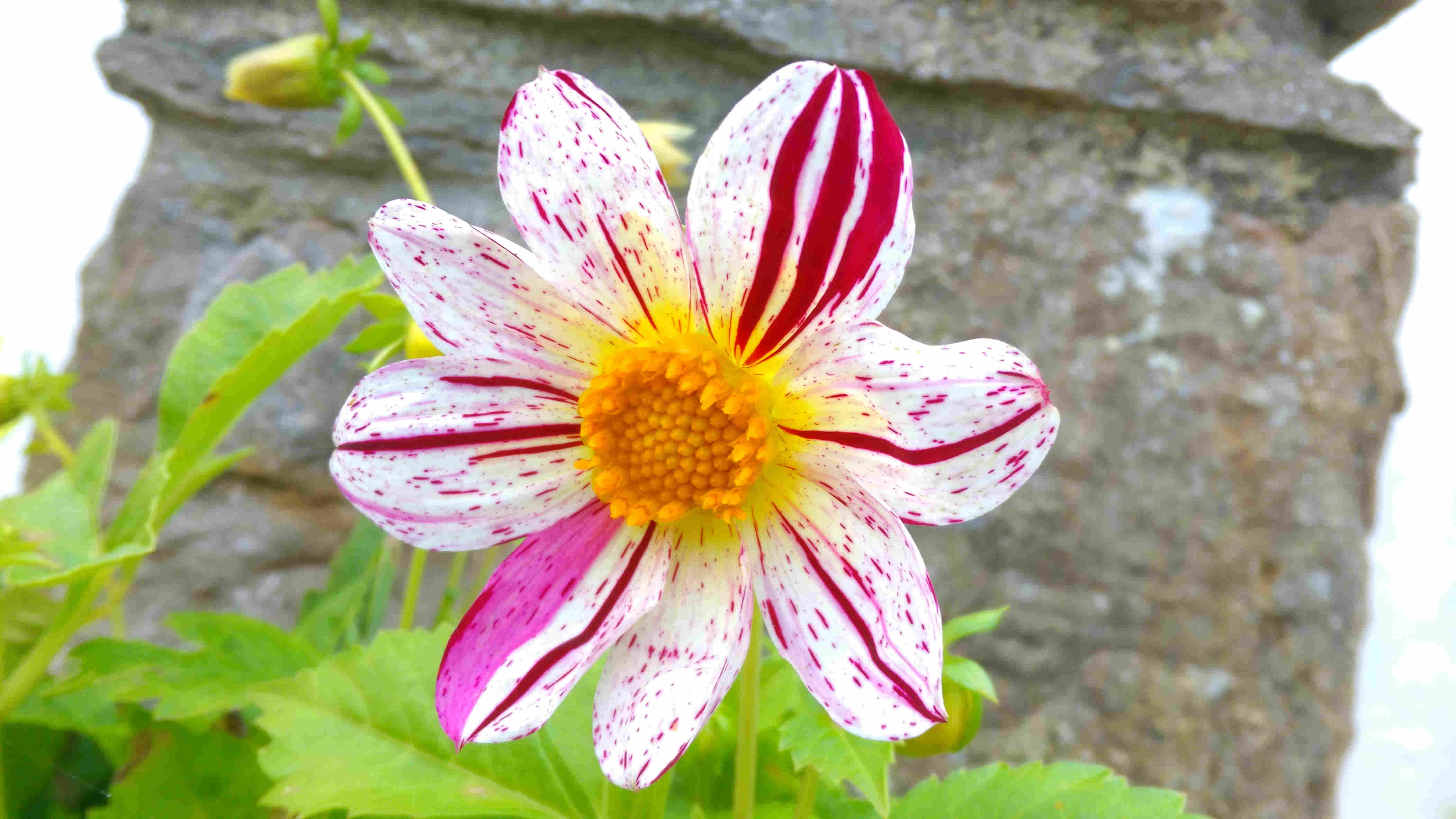 Dahlia at Old Hall Cottage Self Catering Cottage Orkney