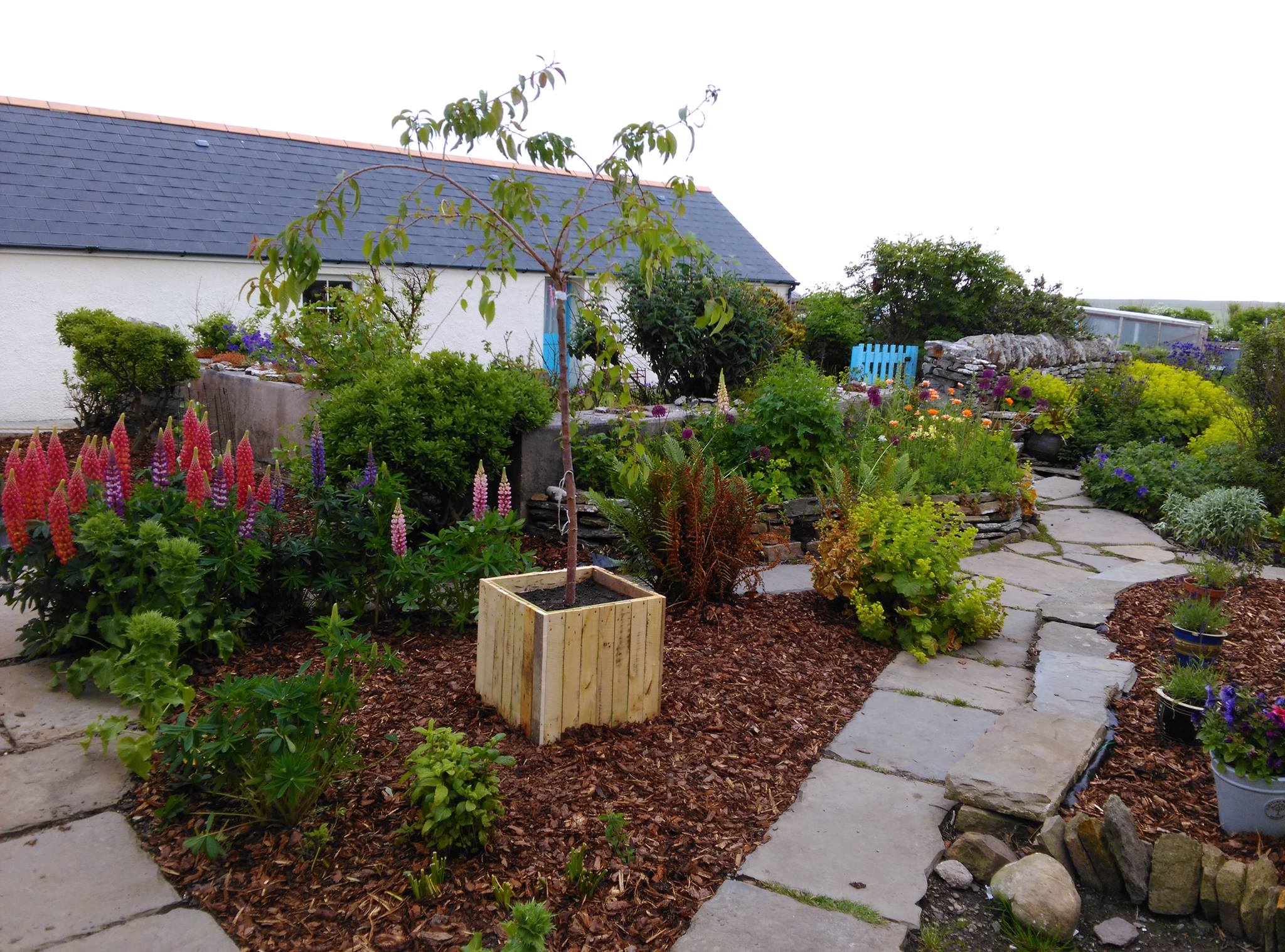 Garden at Old Hall Cottage, Self-catering Orkney