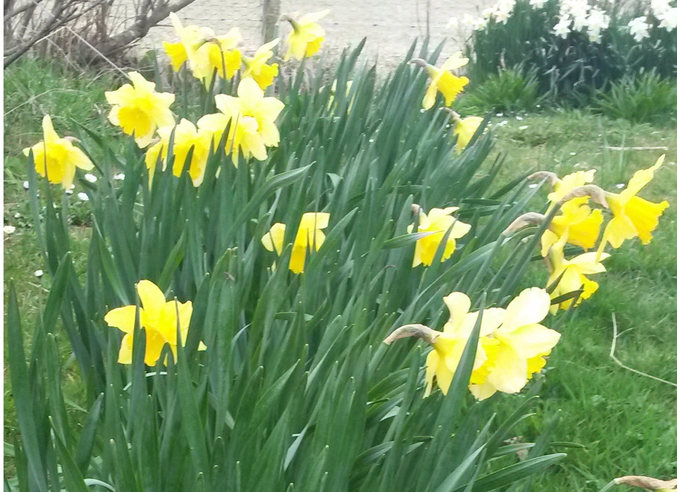 Spring daffodils at Old Hall Cottage