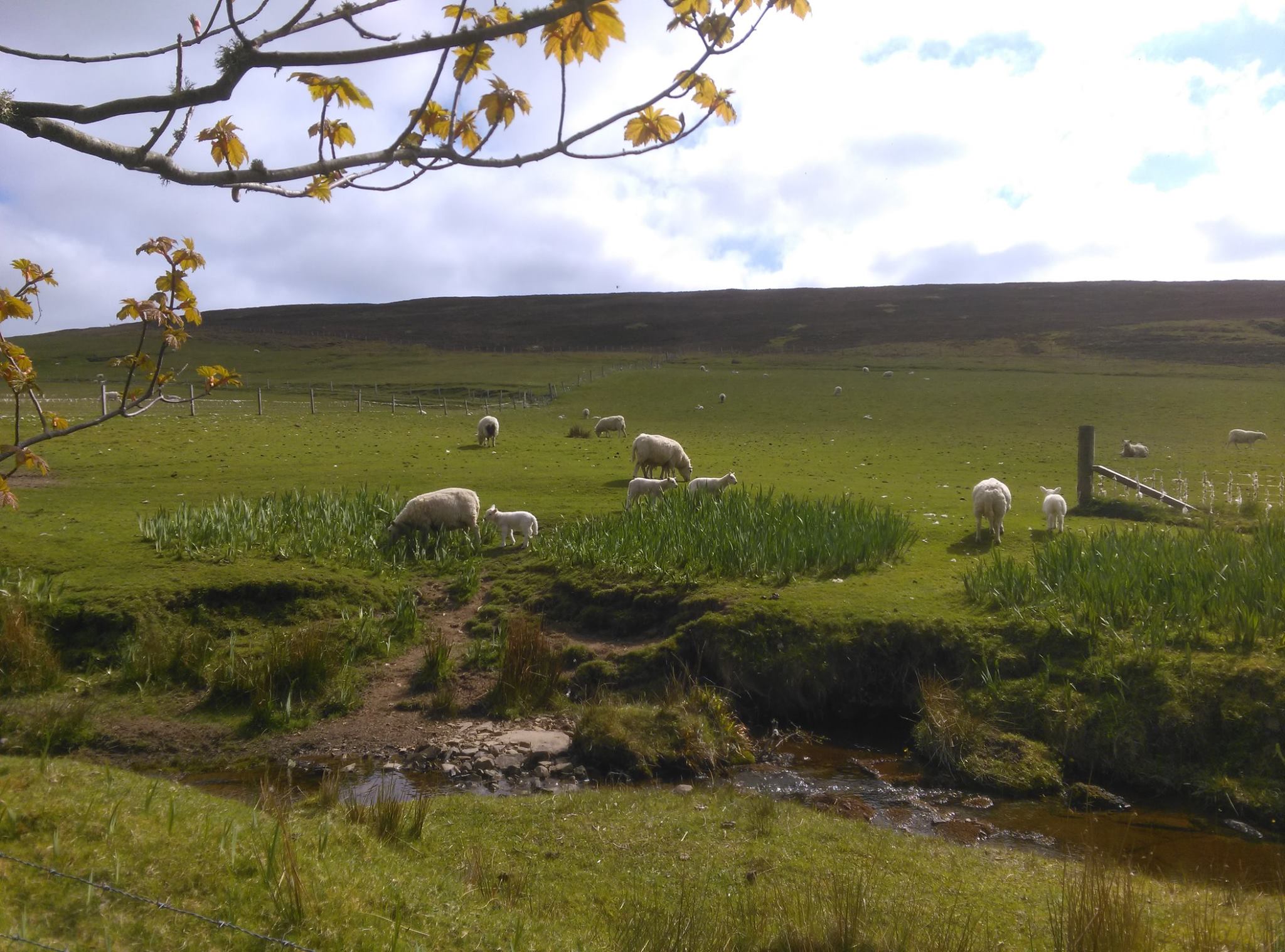 Spring Lambs, Orkney