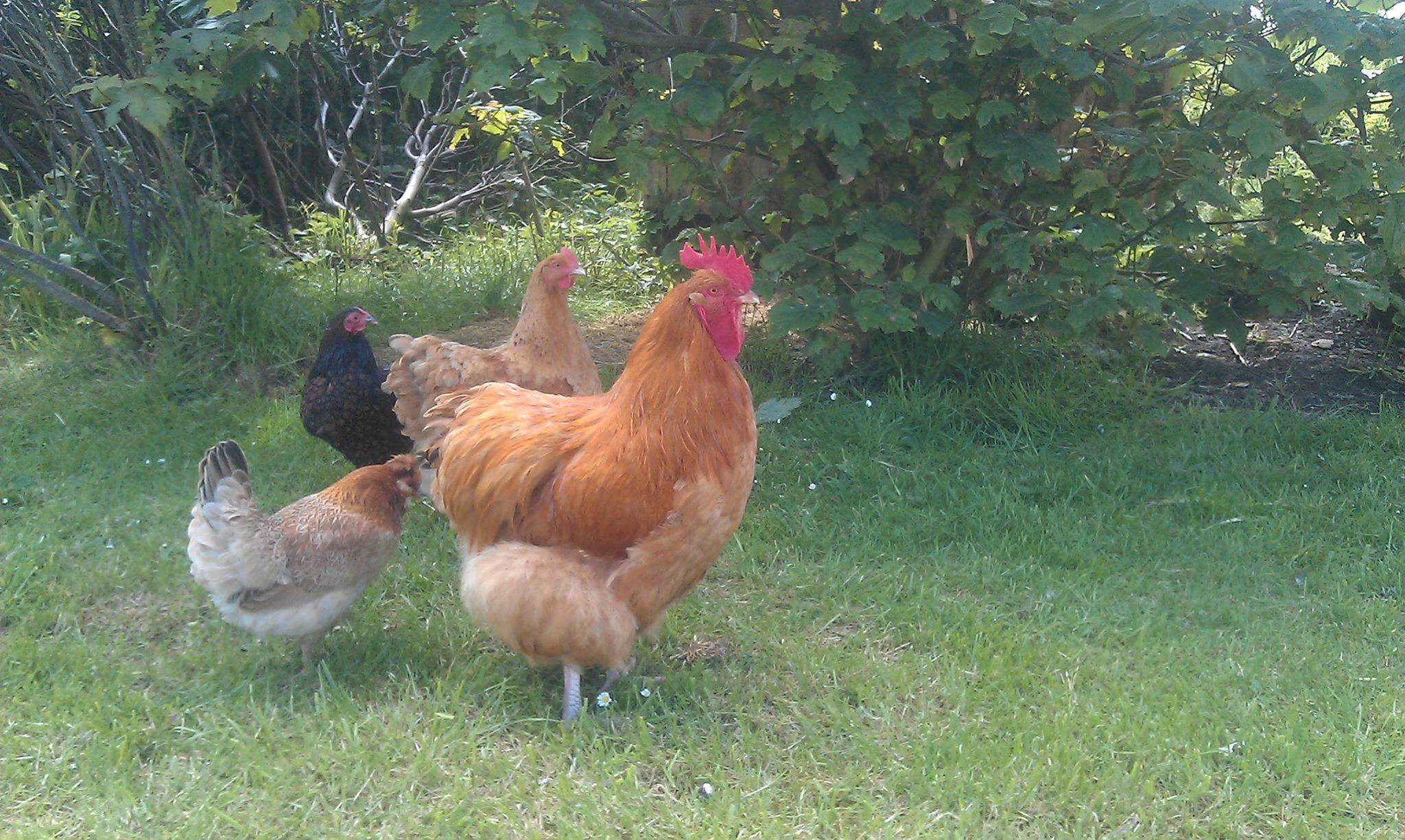 Some of our hens and cockerel, at Old Hall Cottage, self catering Orkney